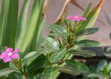 Catharanthus roseus. Верхушки побегов с цветками, бутоном и незрелыми плодами. Египет, мухафаза Эль-Гиза, г. Эль-Гиза, в озеленении. 01.01.2024.