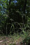 Bromopsis benekenii. Колосящиеся растения. Крым, Варнутская долина, овр. Кум-Дере, дубово-буковый лес. 02.06.2024.