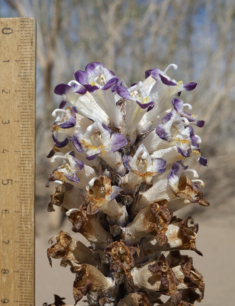 Image of Cistanche salsa specimen.