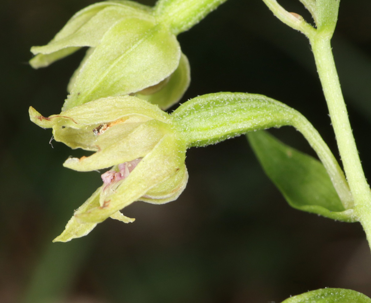 Image of Epipactis euxina specimen.