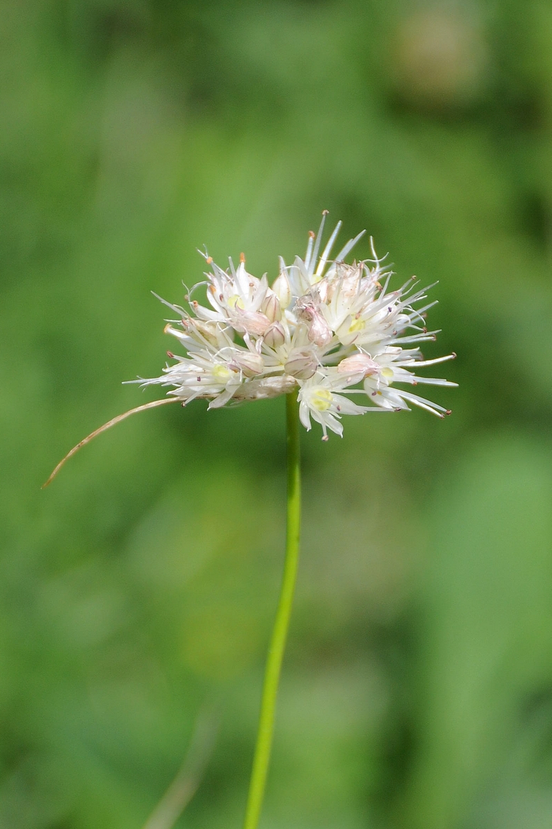 Image of Allium dshungaricum specimen.