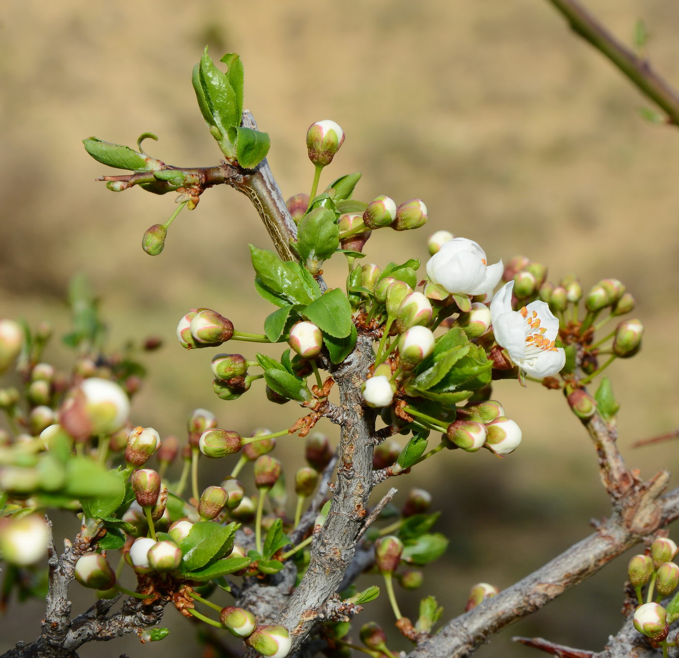 Image of Prunus sogdiana specimen.