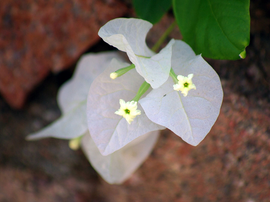 Image of genus Bougainvillea specimen.