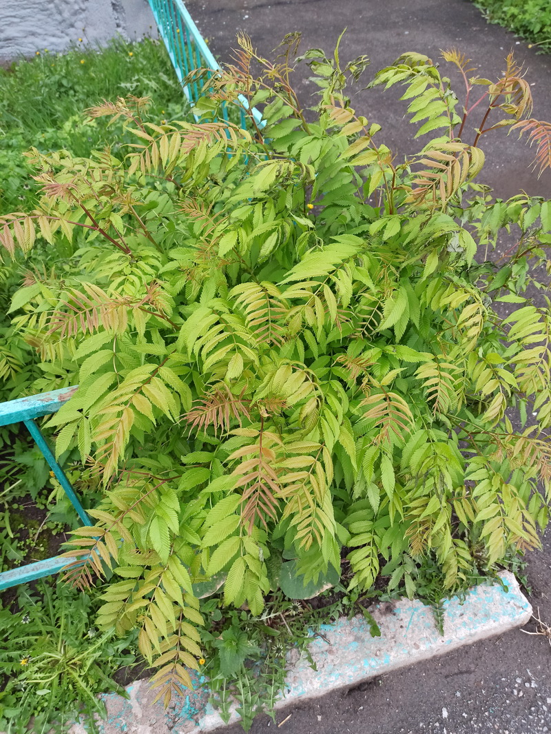 Image of Sorbaria sorbifolia specimen.