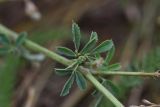 Medicago falcata. Листья. Тульская обл., Куркинский р-н, окр. степного урочища Горки, берег р. Дон, луг. 30 июля 2024 г.