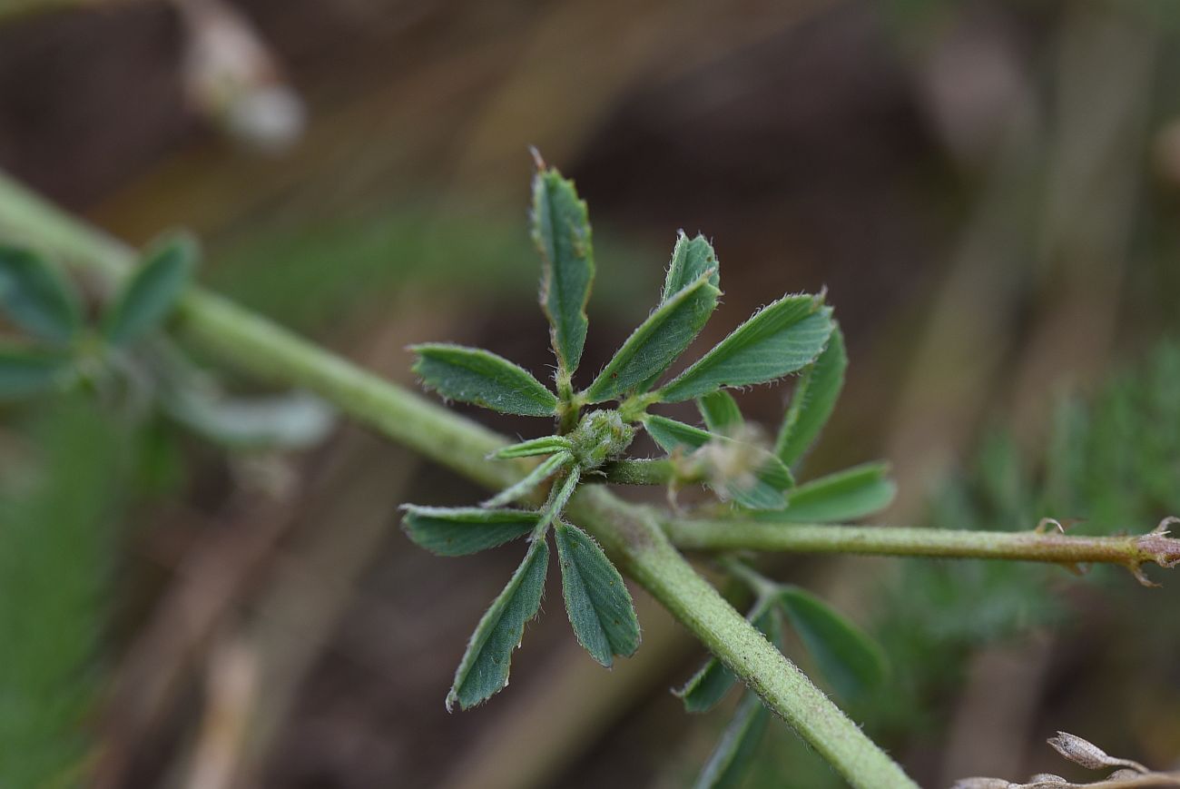 Изображение особи Medicago falcata.