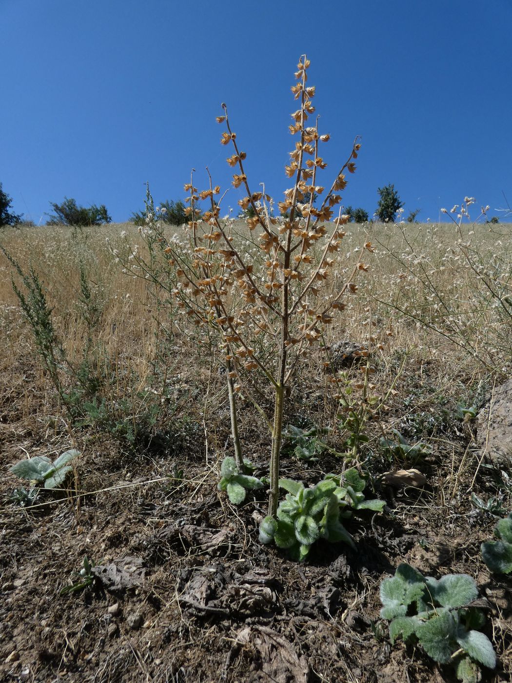 Изображение особи Salvia sclarea.