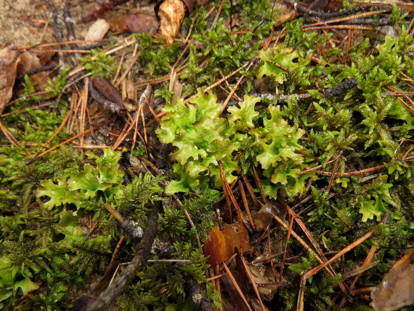 Image of Cetraria islandica specimen.