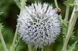 Echinops sphaerocephalus