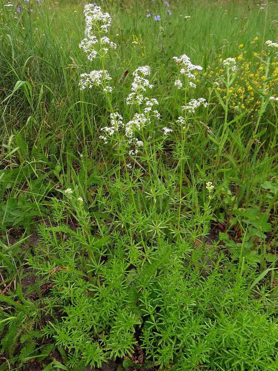 Image of Galium mollugo specimen.