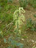 Matthiola chenopodiifolia
