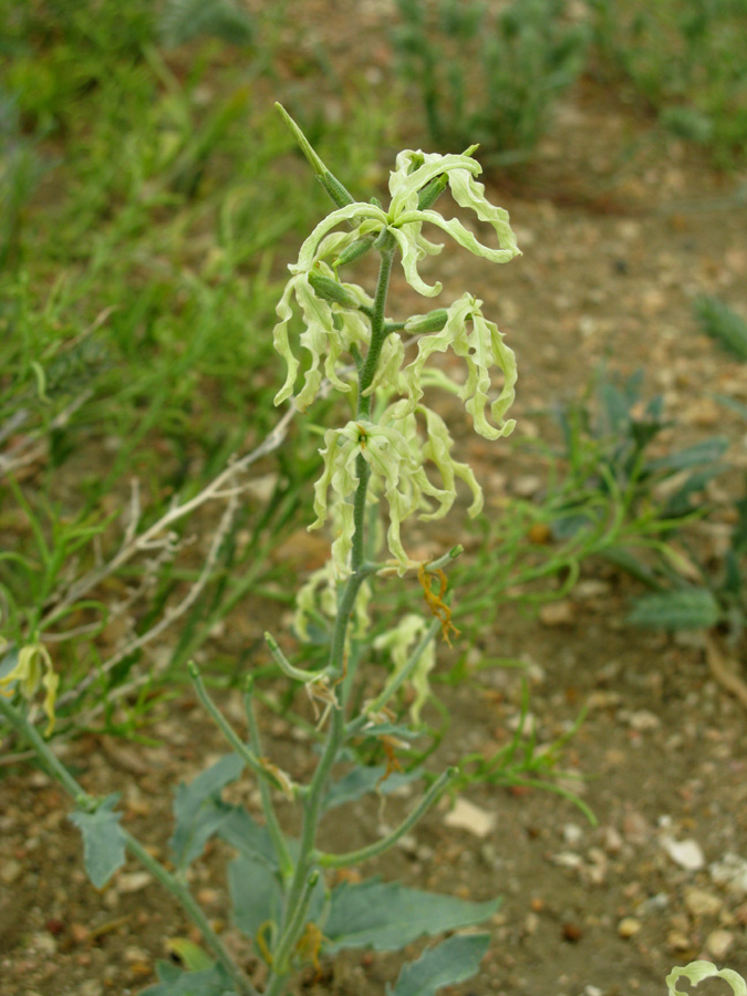 Image of Matthiola chenopodiifolia specimen.