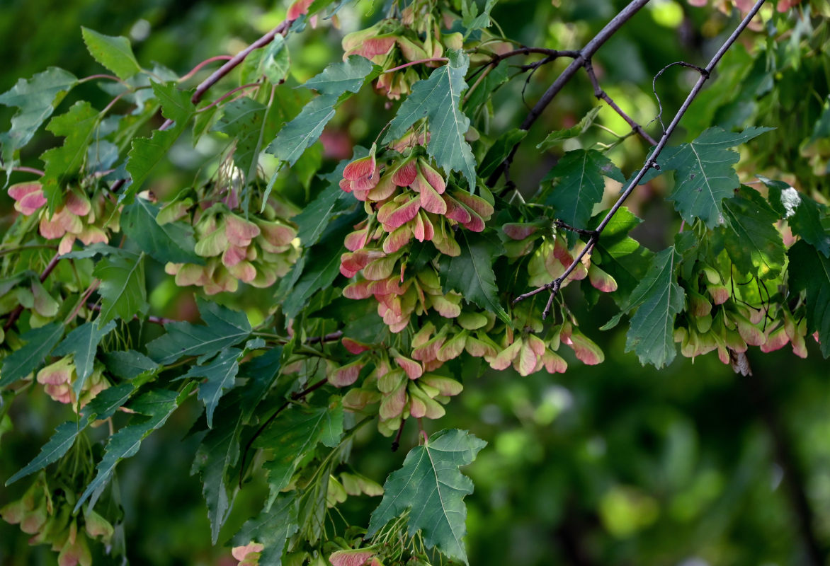 Image of Acer ginnala specimen.