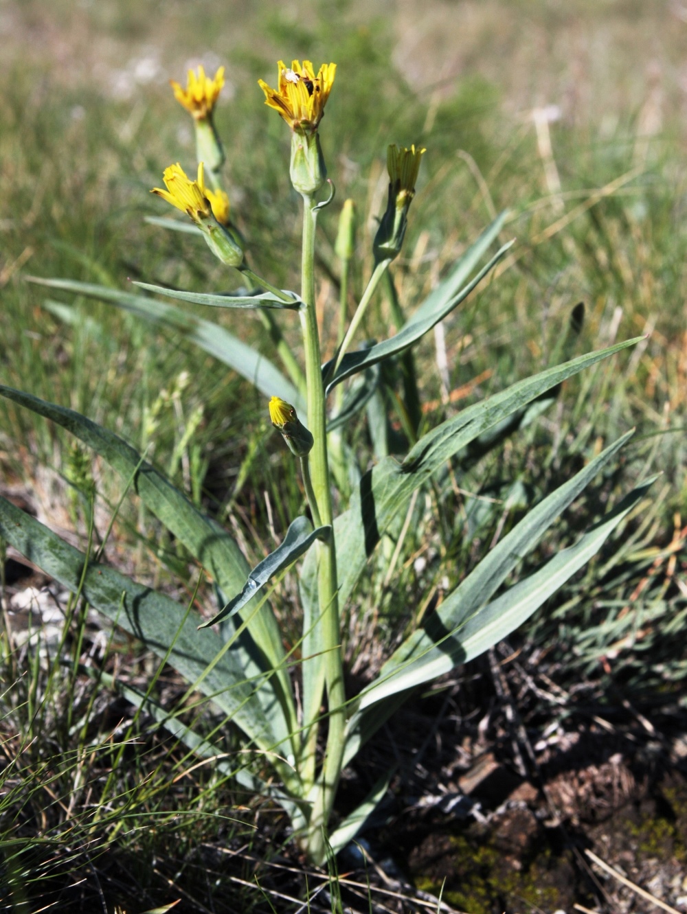 Image of Scorzonera pratorum specimen.