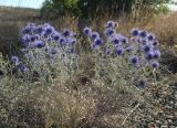 Echinops albotomentosus