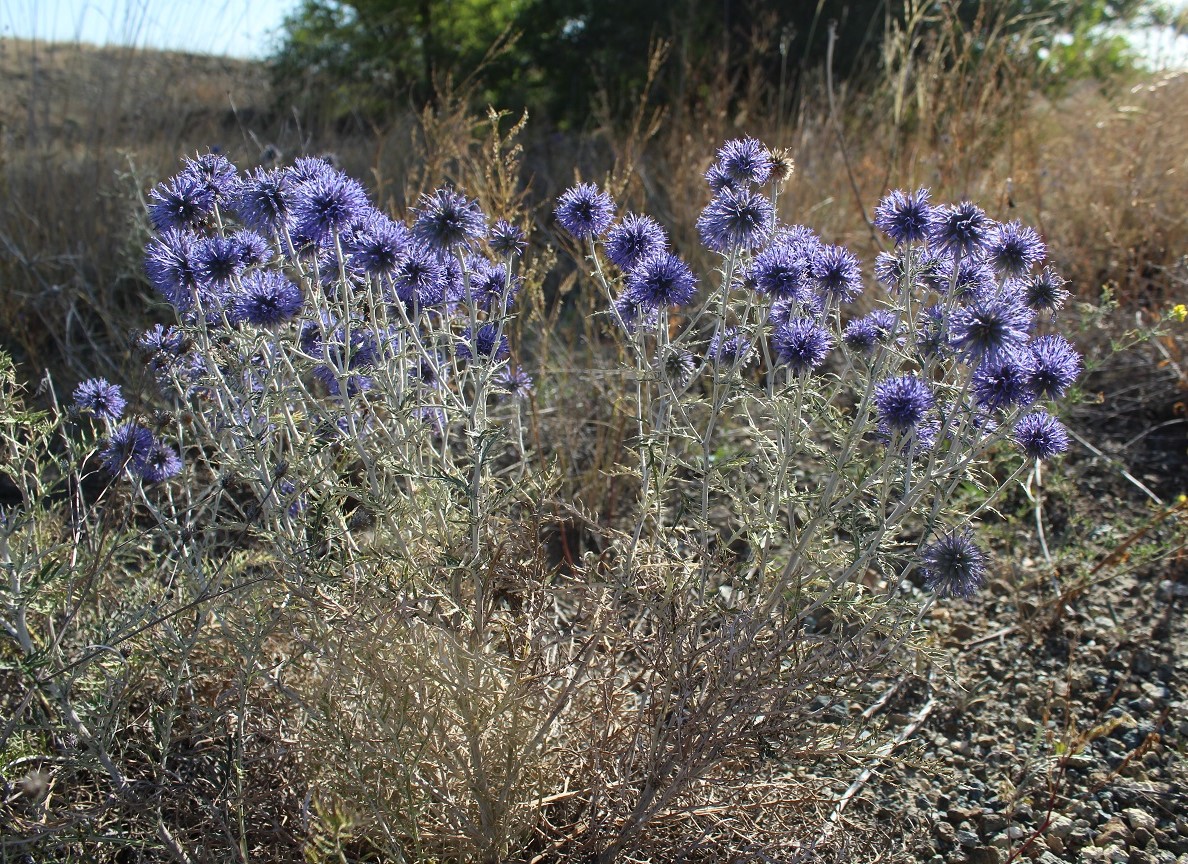 Image of Echinops albotomentosus specimen.