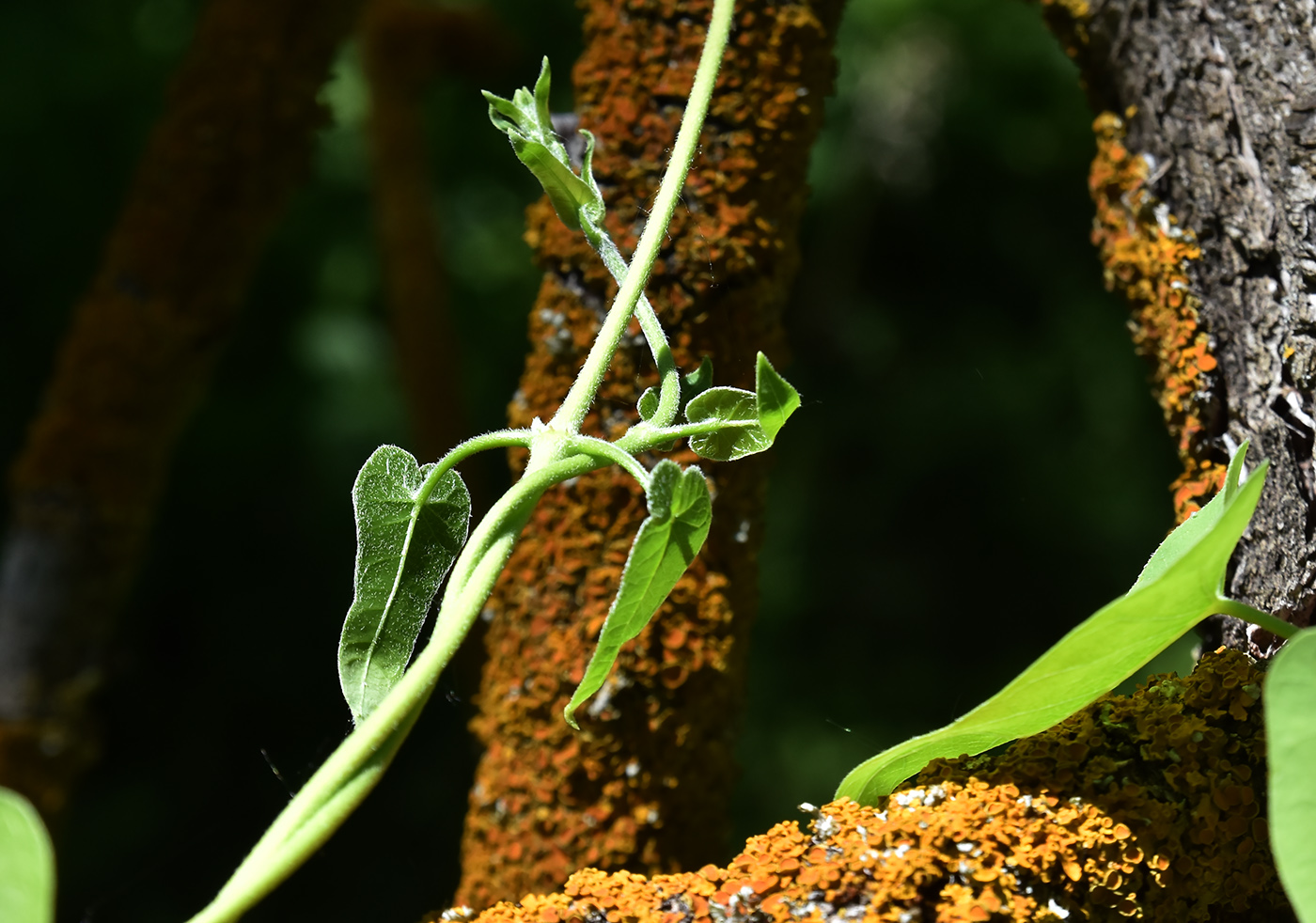 Image of Cynanchum acutum specimen.