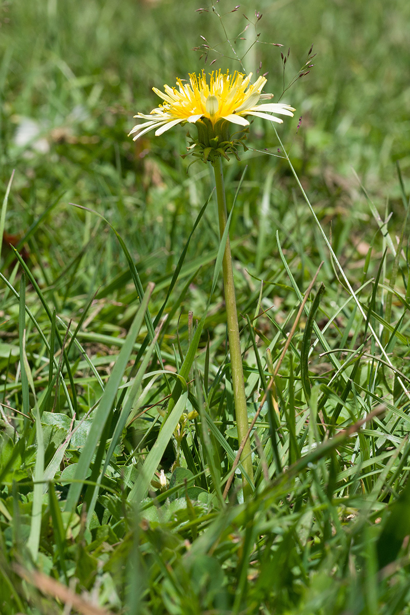 Изображение особи Taraxacum stenocephalum.