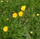 Ranunculus caucasicus