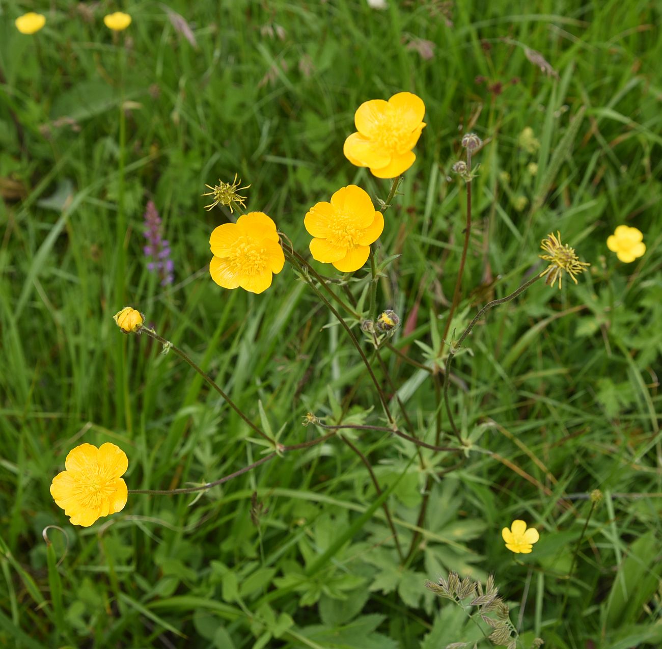 Изображение особи Ranunculus caucasicus.