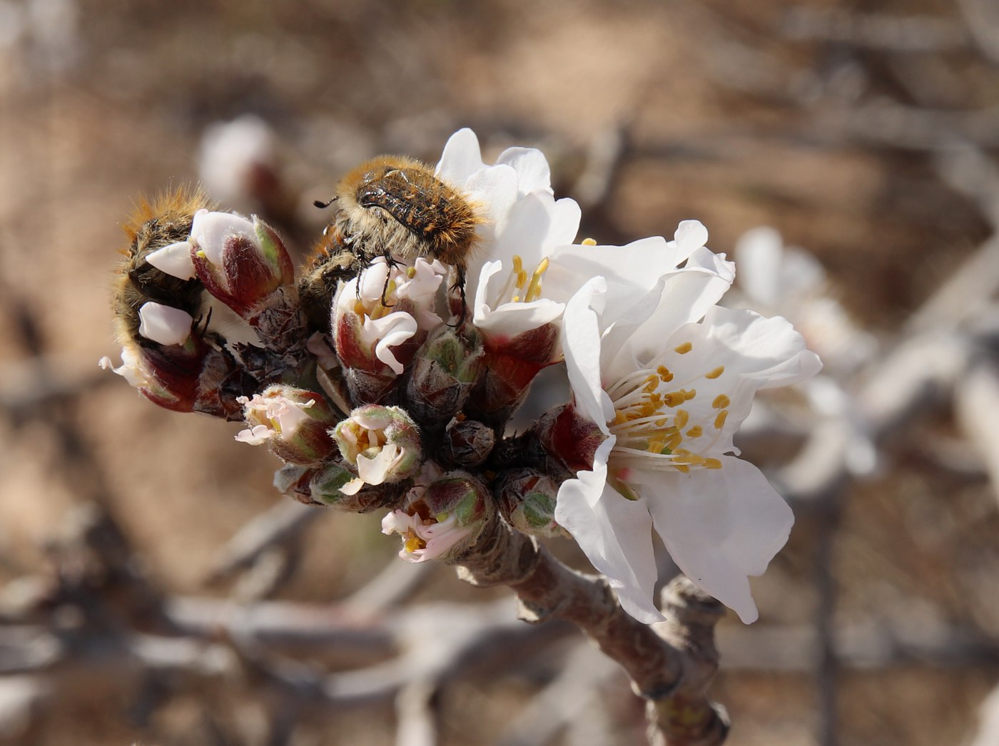 Изображение особи Amygdalus communis.