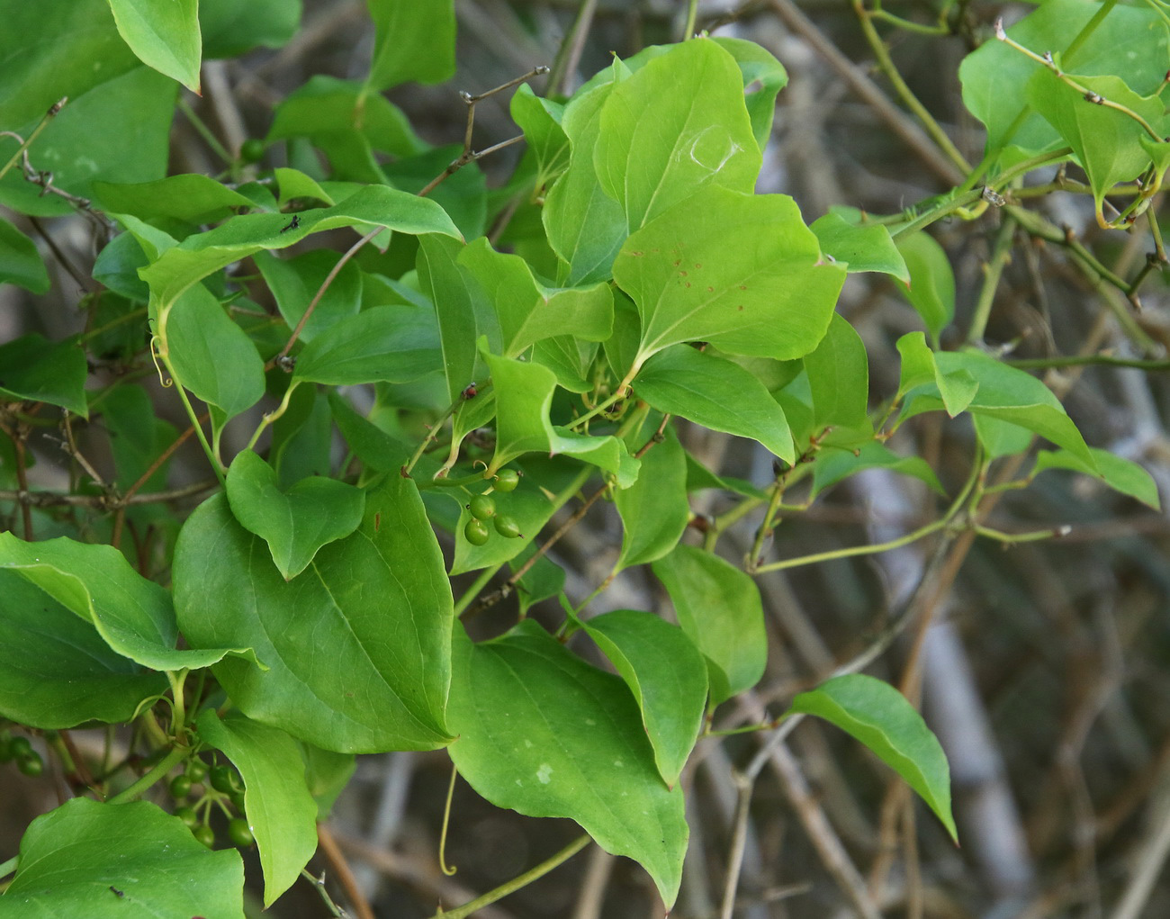 Изображение особи Smilax excelsa.