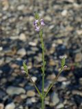 Verbena officinalis. Общее соцветие. Краснодарский край, г. Адлер, пойма р. Мзымта, песчано-галечниковые наносы. 06.09.2023.