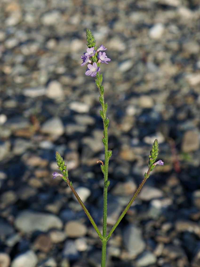 Image of Verbena officinalis specimen.
