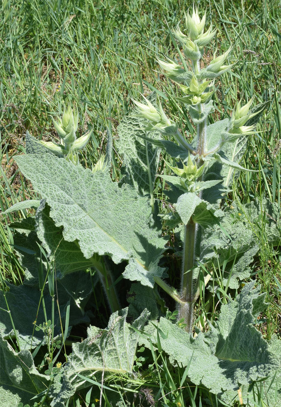 Изображение особи Salvia macrosiphon.