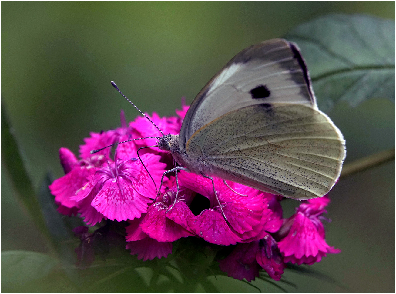 Image of Dianthus barbatus specimen.