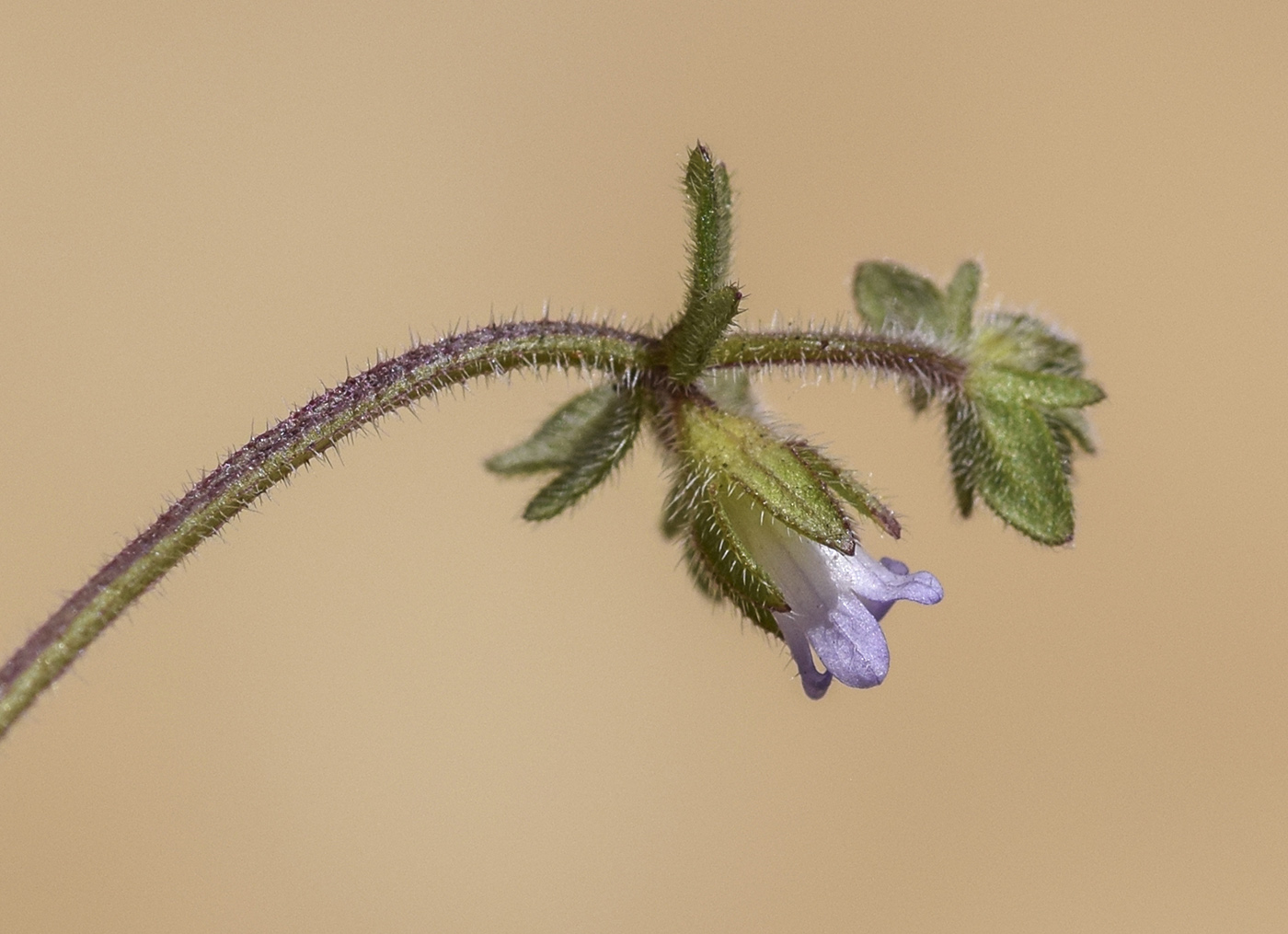Image of Campanula erinus specimen.