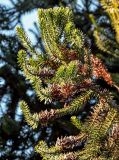 View full-size image Araucaria angustifolia