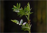 View full-size image Sorbus aucuparia