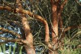 View full-size image Pinus sylvestris