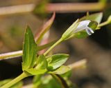 View full-size image Lindernia procumbens
