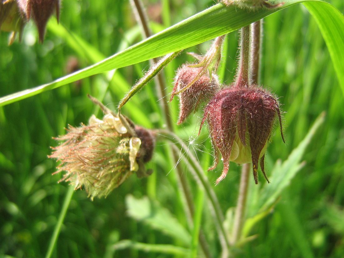 Изображение особи Geum rivale.