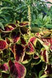 View full-size image Coleus scutellarioides
