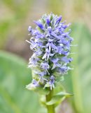 Смотреть изображение Lagotis glauca