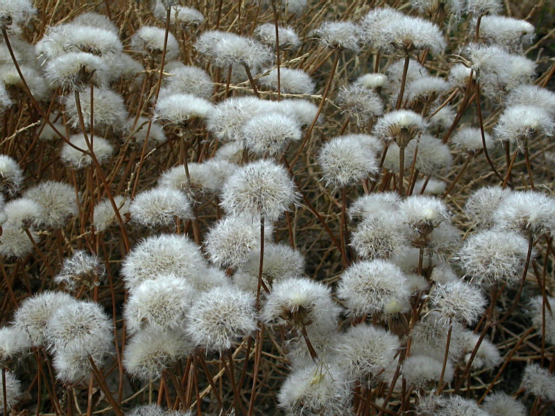 Image of Crepis rhoeadifolia specimen.