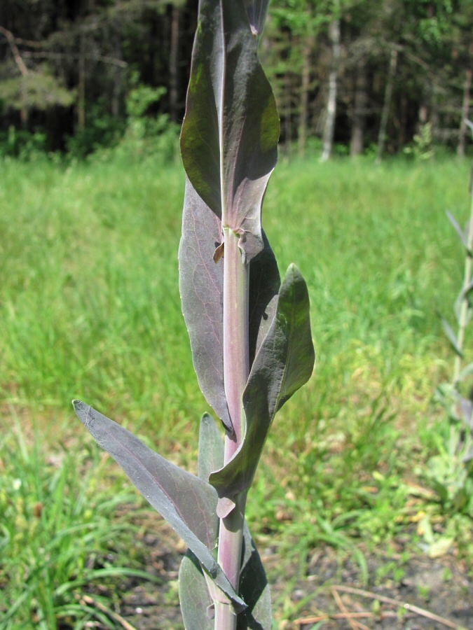 Image of Turritis glabra specimen.