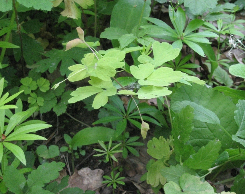 Image of Isopyrum thalictroides specimen.