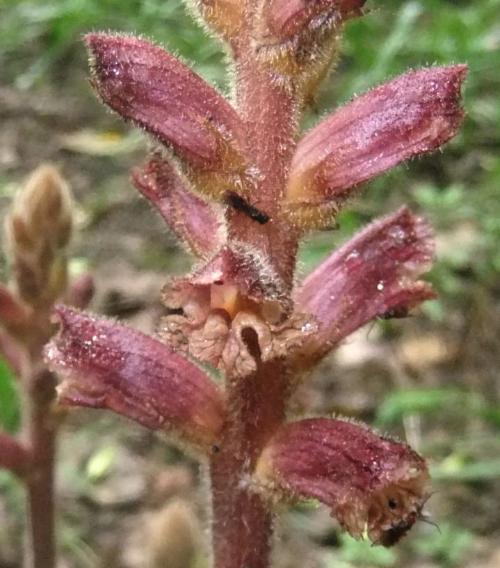 Image of Orobanche laxissima specimen.