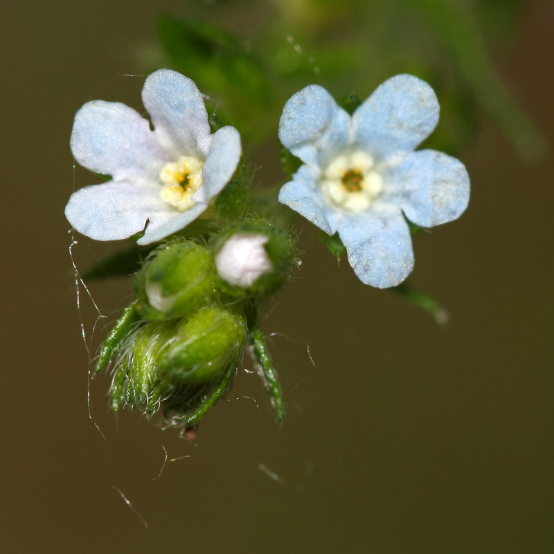 Image of Lappula squarrosa specimen.