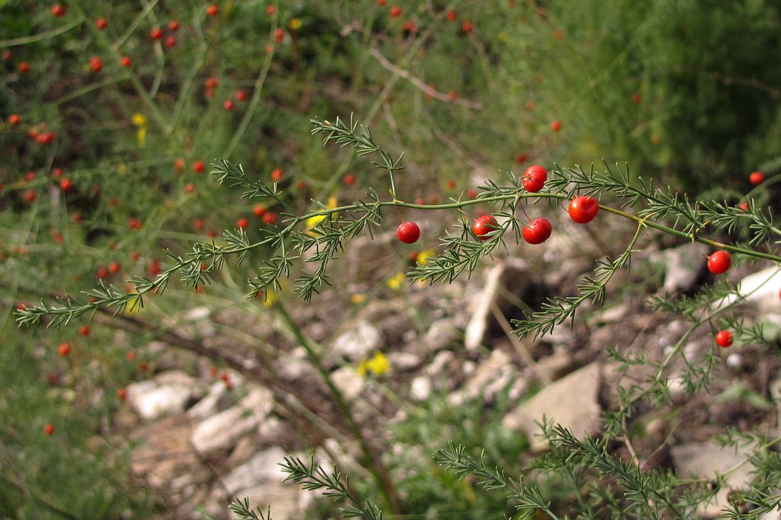 Image of Asparagus litoralis specimen.