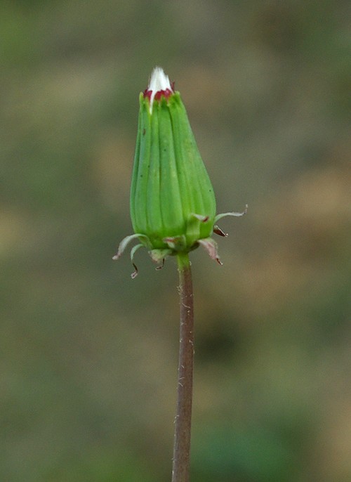 Image of Taraxacum karatavicum specimen.