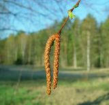 Betula pendula. Мужские соцветия. Московская обл., Раменский р-н, окрестности д. Хрипань. 09.05.2003.