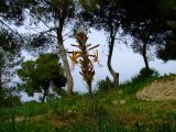 Asphodeline lutea. Верхняя часть цветущего растения. Израиль, Шарон, Кфар Шмариягу, сосновая роща. 09.02.2009.