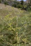Conium maculatum. Верхушка плодоносящего растения. Южный Казахстан, ущелье реки Боролдай. 11.07.2011.