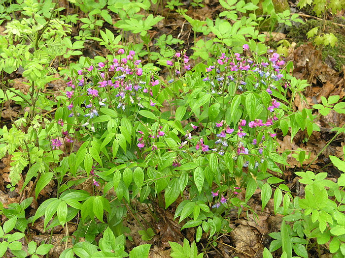 Изображение особи Lathyrus vernus.