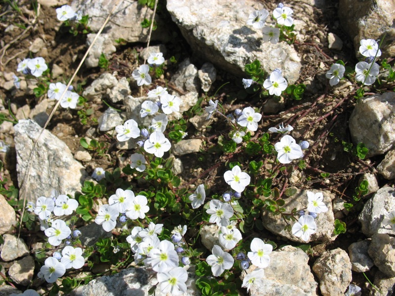 Image of Veronica glareosa specimen.